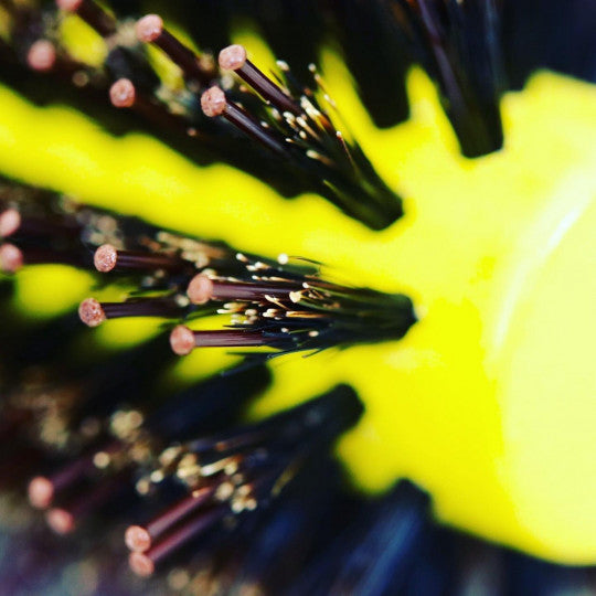 The Power Styler by Daroko | Brosse ronde jaune | Petite